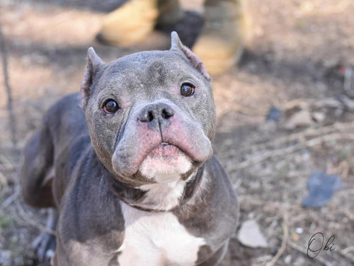 OBI - Pit Bull Terrier available for adoption