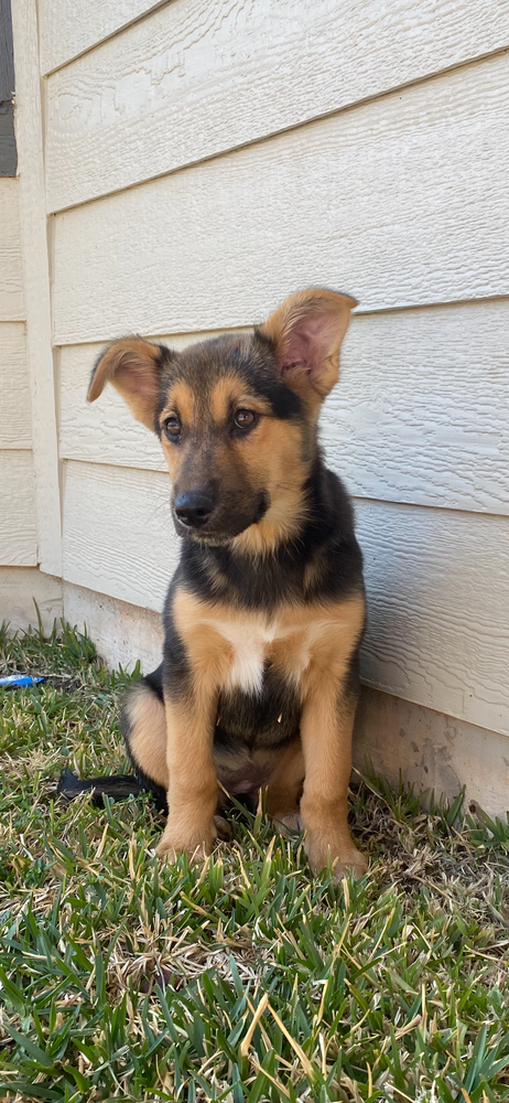 MAYCI - German Shepherd Dog available for adoption