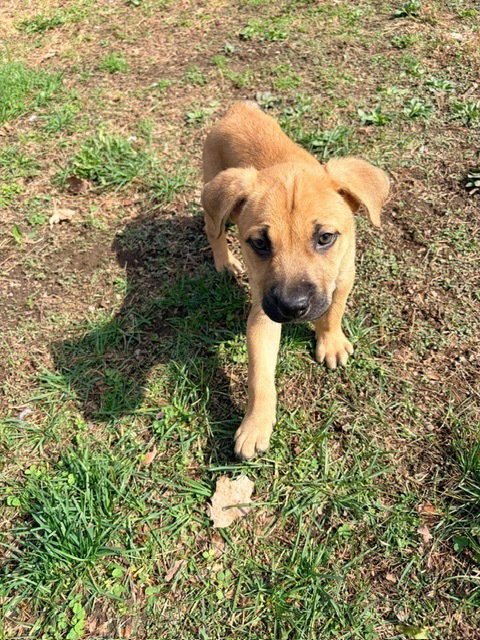 RYDER (LUCY'S PUPS) - Labrador Retriever / Rottweiler available for adoption