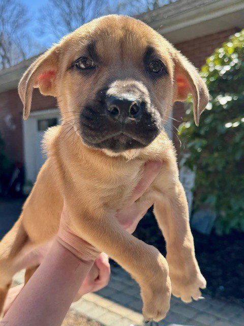 RYDER (LUCY'S PUPS) - Labrador Retriever / Rottweiler available for adoption