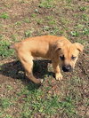 Ryder (Lucy's Pups) - Photo 3