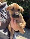 Ryder (Lucy's Pups) - Photo 4