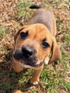 Stewie (Lucy's Pups) - Photo 1