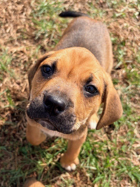 STEWIE (LUCY'S PUPS) - Labrador Retriever / Rottweiler available for adoption