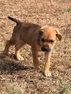 Stewie (Lucy's Pups) - Photo 2