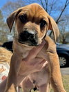 Stewie (Lucy's Pups) - Photo 3