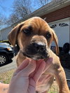 Stewie (Lucy's Pups) - Photo 4