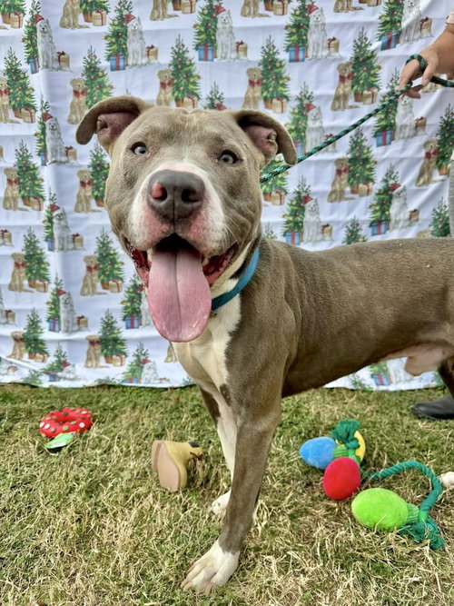 HANK THE HANDSOME - American Staffordshire Terrier / American Pit Bull Terrier available for adoption