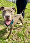Hank the Handsome - Photo 3
