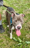 Hank the Handsome - Photo 4