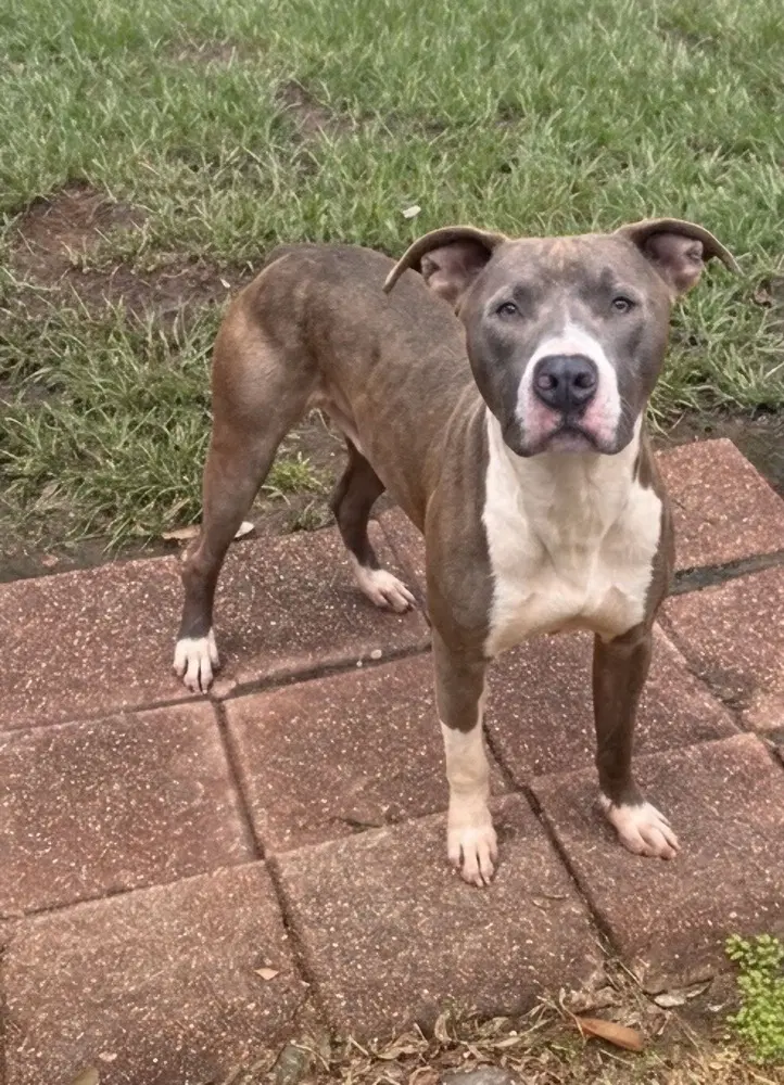 Hank The Handsome image 2