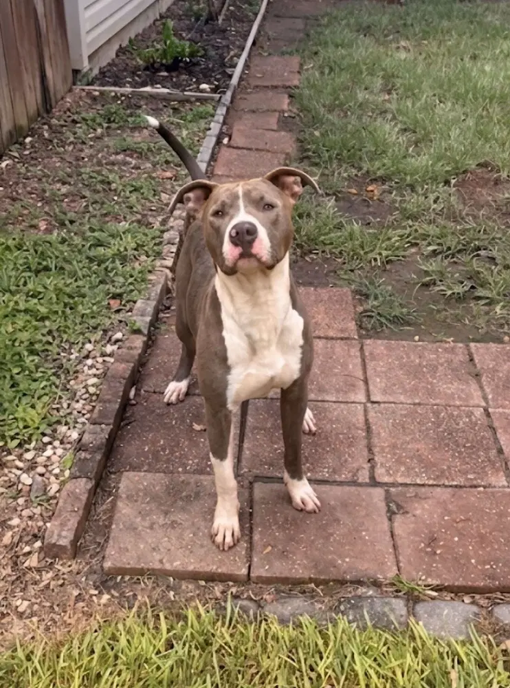 Hank The Handsome image 3