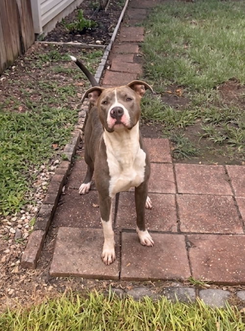 Photo 3 of Hank the Handsome