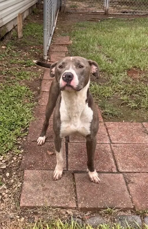 Hank The Handsome image 4