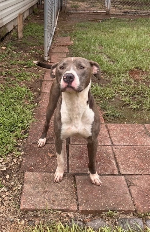Photo 4 of Hank the Handsome