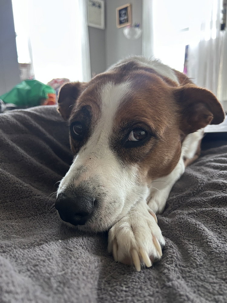 Frankie Image