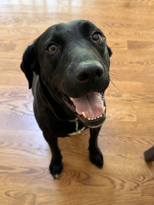 Lucy (Mama), an adoptable Labrador Retriever in Brewster, NY