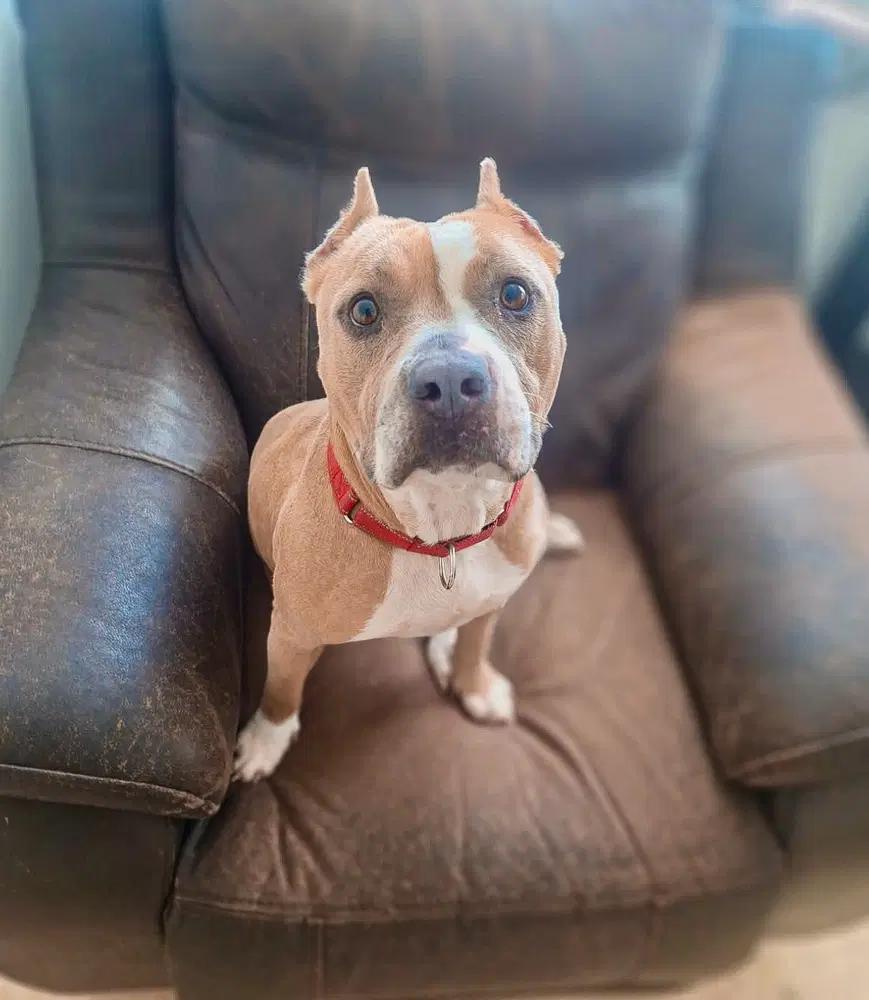 Eliana - American Pit Bull Terrier