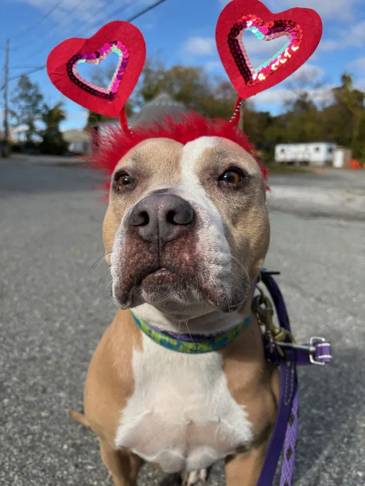 Eliana - American Pit Bull Terrier