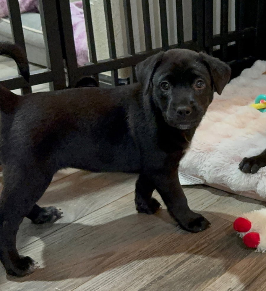 Saint (Conroe Puppies)