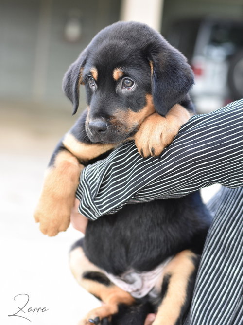 Zorro (Conroe Puppies), an adoptable Labrador Retriever in Brewster, NY