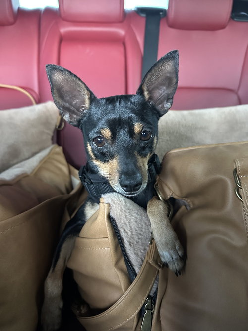 Houston, an adoptable Miniature Pinscher in Brewster, NY