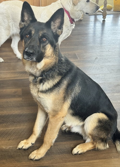 Jose, an adoptable German Shepherd Dog in Brewster, NY