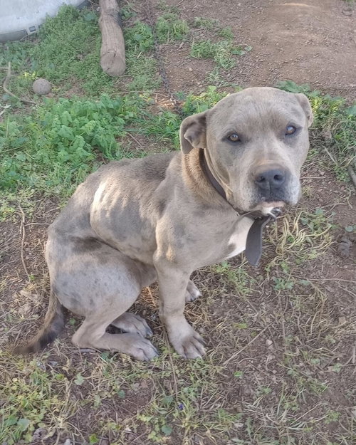 Zoe, an adoptable American Staffordshire Terrier in Brewster, NY