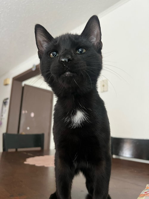 Blacky, Baby Domestic Short Hair / Mixed, cat for adoption in Shelton, Connecticut