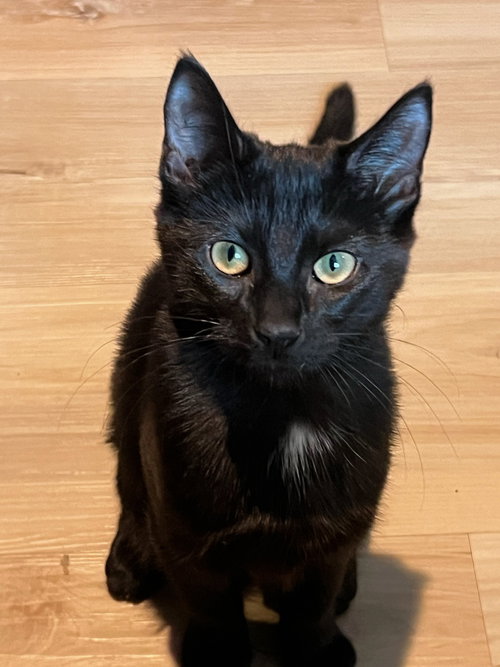 Midnight, an adoptable Domestic Short Hair in Brewster, NY