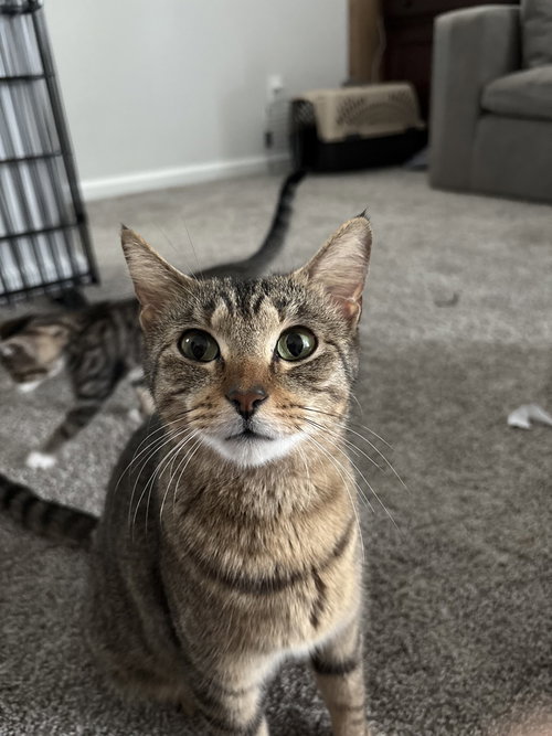 Penny, Young Domestic Short Hair / Mixed, cat for adoption in Shelton, Connecticut