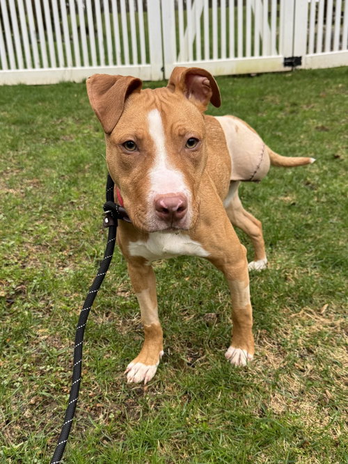 Reyna, an adoptable American Pit Bull Terrier in Brewster, NY