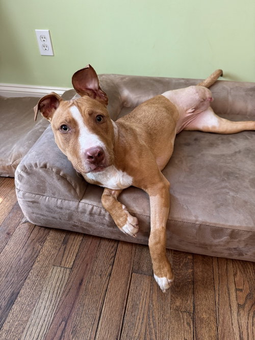 Reyna, an adoptable American Pit Bull Terrier in Brewster, NY