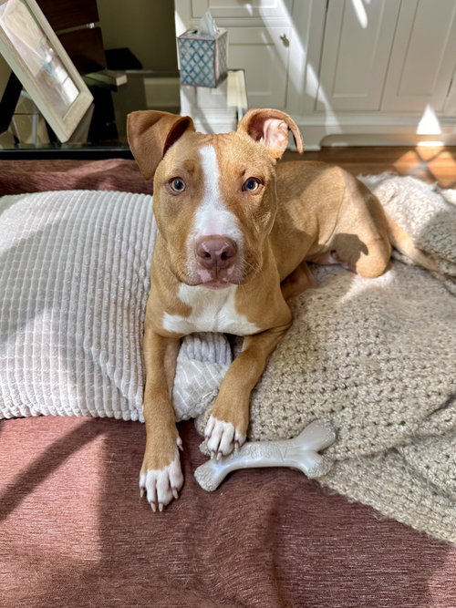 Reyna, an adoptable American Pit Bull Terrier in Brewster, NY