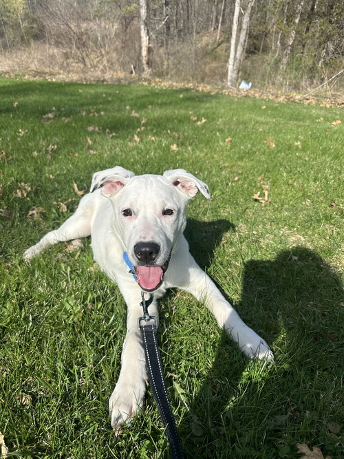 Alonso, an adoptable Labrador Retriever in Brewster, NY