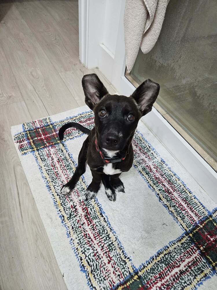 Penny aka Precious, dog
