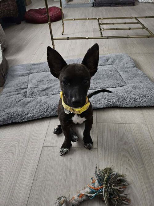 Photo 2 of Penny aka Precious