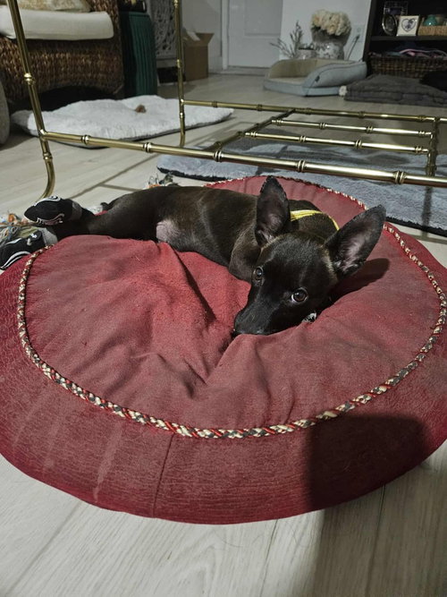 Photo 3 of Penny aka Precious
