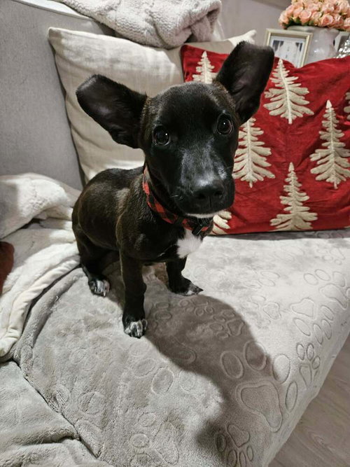Photo 4 of Penny aka Precious