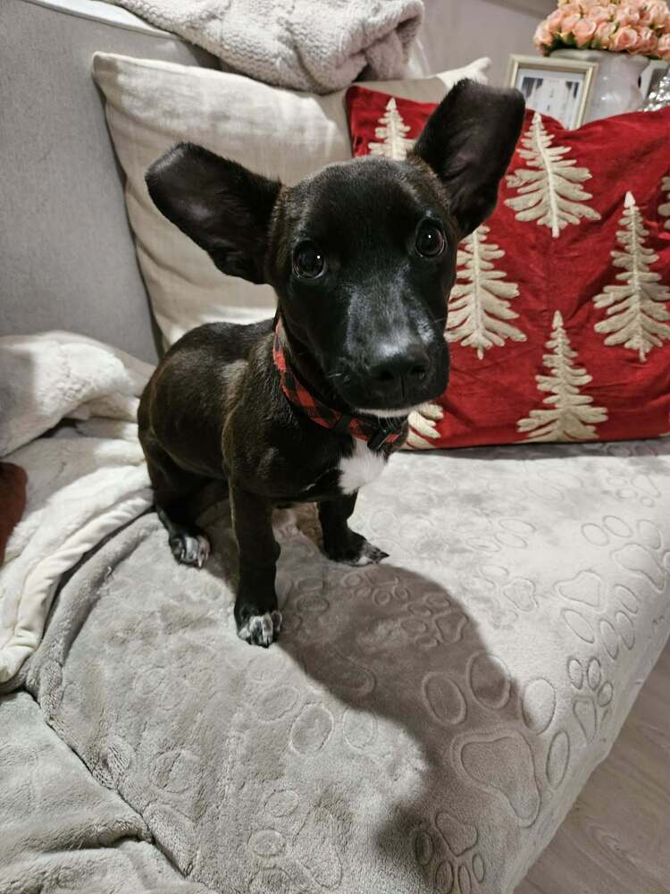 Penny aka Precious