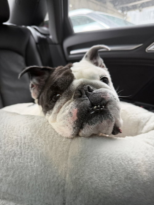 TANKINA - Bulldog available for adoption