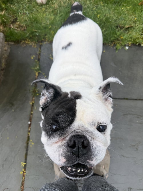 TANKINA - Bulldog available for adoption