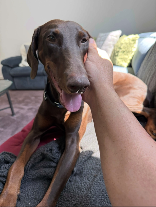 DIVA - Doberman Pinscher available for adoption