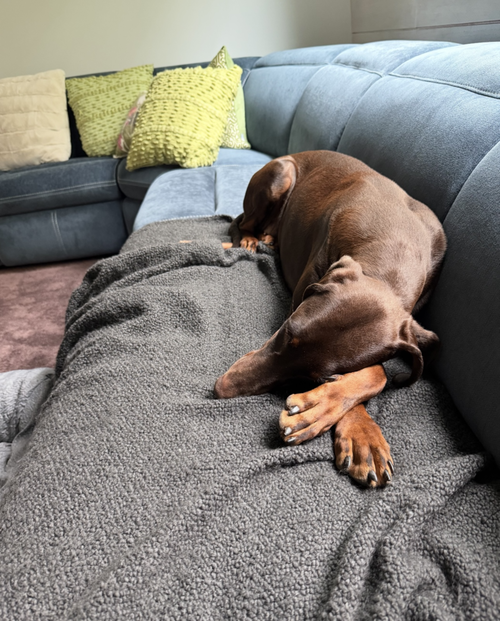 DIVA - Doberman Pinscher available for adoption