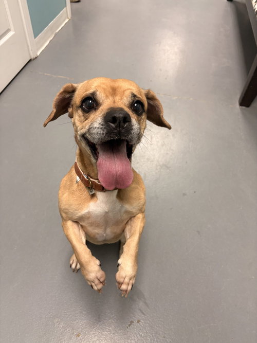 ROXY THE RADIANT - Pug / Beagle available for adoption