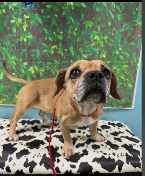 ROXY THE RADIANT - Pug / Beagle available for adoption