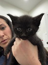 Chuck (Minnie's Litter) - Photo 1