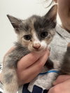 Georgina (Minnie's Litter) - Photo 1