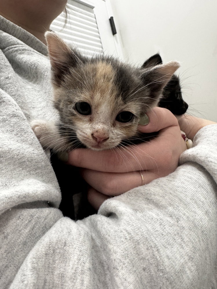 Jenny (Minnie's Litter) Image