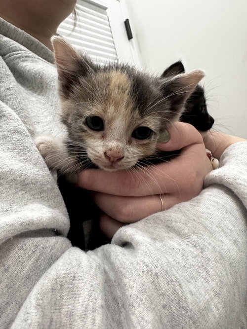 Jenny (Minnie's Litter), Baby Domestic Short Hair / Mixed, cat for adoption in Shelton, Connecticut